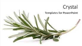  Presentation with herb - Presentation theme with rosemary-herb-spice-leaves-isolated background and a white colored foreground