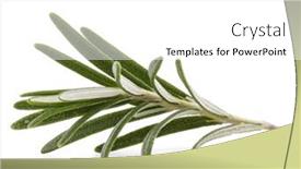  Presentation with herb - Amazing PPT theme having rosemary-herb-spice-leaves-isolated backdrop and a white colored foreground