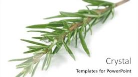  Presentation with aromatherapy rosemary essential oil - Colorful presentation design enhanced with rosemary-isolated backdrop and a white colored foreground