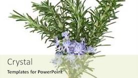  Presentation with bunch - Cool new PPT theme with green photography solar panel backdrop and a dark gray colored foreground.