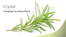  Presentation with plant - Slides with rosemary-plant-in-closeup background and a white colored foreground