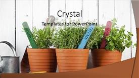  Presentation with flower pots - Colorful PPT layouts enhanced with rosemary thyme and oregano backdrop and a white colored foreground