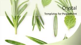  Presentation with mint - Amazing slide deck having rosemary twig and mint isolated backdrop and a soft green colored foreground