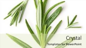  Presentation with background - PPT theme enhanced with rosemary twig on a white background and a soft green colored foreground