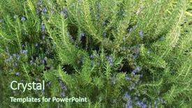  Presentation with purple flowers - Audience pleasing slides consisting of herbal plant home grown rosemary backdrop and a tawny brown colored foreground