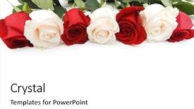  Presentation with roses - Slides enhanced with roses arranged on white background background and a white colored foreground
