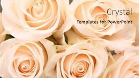  Presentation with roses - Presentation featuring unique mushrooms giant puffball or calvatia gigantea are so large as human head one mushroom is decorated with modern clothes hat and sun-glasses background and a gray colored foreground