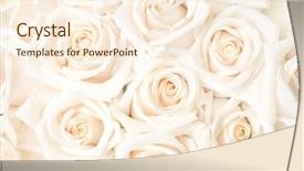  Presentation with white rose - Audience pleasing PPT layouts consisting of roses background backdrop and a cream colored foreground
