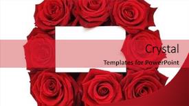  Presentation with pink rose petals on white - Colorful slides enhanced with scarlet letter - rose bouquet with a note backdrop and a red colored foreground