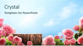  Presentation with blue rose - Slide deck having roses blue - pink rose in the field background and a sky blue colored foreground