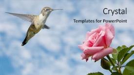  Presentation with juvenile - Slide deck with roses blue - tiny juvenile male hummingbird hovering background and a light blue colored foreground