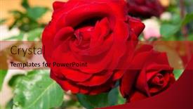  Presentation with beautiful spring flowers - Slide deck consisting of roses-bush-blooming-beautiful-deep background and a crimson colored foreground