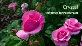  Presentation with pink beauty - Presentation theme with roses-bush-blooming-beautiful-pink background and a forest green colored foreground