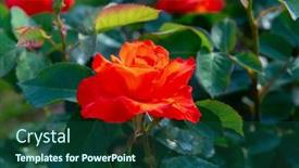  Presentation with beautiful spring flowers - Theme enhanced with roses-bush-blooming-beautiful-red background and a ocean colored foreground