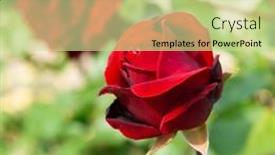  Presentation with beautiful spring flowers - Slide set having roses-bush-blooming-beautiful-red background and a soft green colored foreground