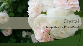  Presentation with pink beauty - Slides enhanced with roses-bush-blooming-beautiful-white background and a mint green colored foreground