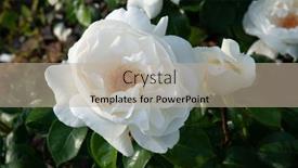  Presentation with beautiful spring flowers - Presentation design consisting of roses-bush-blooming-beautiful-white background and a mint green colored foreground