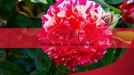  Presentation with magenta - PPT theme with roses-bush-blooming-beautiful-whte background and a red colored foreground
