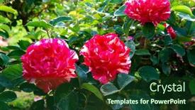 Presentation with magenta - Presentation theme featuring roses-bush-blooming-beautiful-whte background and a tawny brown colored foreground