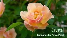  Presentation with pink beauty - PPT theme enhanced with roses-bush-blooming-beautiful-yellow background and a tawny brown colored foreground