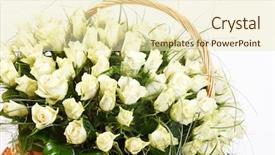  Presentation with roses - Amazing presentation having roses in the basket backdrop and a soft green colored foreground