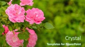 Presentation with fragrant - Slides enhanced with roses-in-the-garden-flowering background and a tawny brown colored foreground