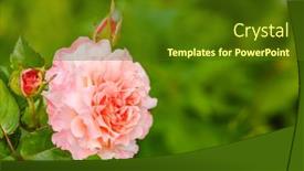  Presentation with fragrant - PPT layouts consisting of roses-in-the-garden-flowering background and a tawny brown colored foreground