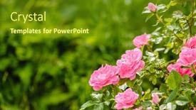  Presentation with fragrant - Theme enhanced with roses-in-the-garden-flowering background and a tawny brown colored foreground
