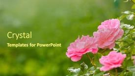 Presentation with fragrant - Amazing PPT layouts having roses-in-the-garden-flowering backdrop and a tawny brown colored foreground