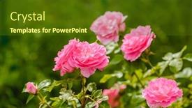  Presentation with fragrant - Beautiful theme featuring roses-in-the-garden-flowering backdrop and a tawny brown colored foreground