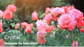  Presentation with pink rose - PPT theme enhanced with roses-in-the-garden-horizontal background and a ocean colored foreground