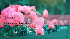  Presentation with color pink - Audience pleasing presentation theme consisting of roses-in-the-garden-horizontal backdrop and a coral colored foreground