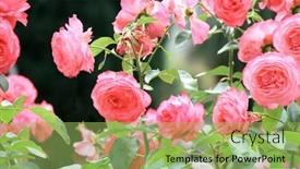  Presentation with color pink - Colorful slide set enhanced with roses-in-the-garden-horizontal backdrop and a yellow colored foreground