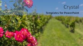  Presentation with czech republic - Presentation consisting of roses-in-vineyard-polesovice-southern background and a teal colored foreground
