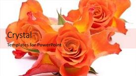  Presentation with pink and white roses country - Cool new PPT layouts with roses isolated on white background backdrop and a red colored foreground
