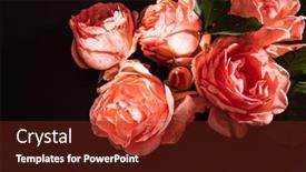  Presentation with roses - PPT theme enhanced with roses-on-the-black-background background and a tawny brown colored foreground