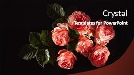  Presentation with roses - Amazing slides having roses-on-the-black-background backdrop and a black colored foreground
