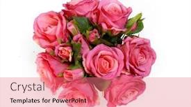  Presentation with pink silk - PPT layouts with roses-pink-rose-holiday-flower background and a coral colored foreground