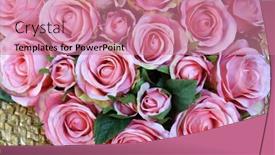  Presentation with pink silk - Colorful slide deck enhanced with roses-pink-rose-holiday-flower backdrop and a coral colored foreground