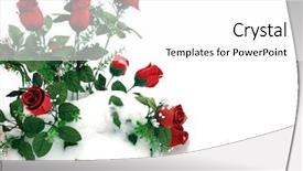  Presentation with love romance - Cool new presentation with roses representing love and romance backdrop and a white colored foreground
