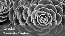  Presentation with succulent - Beautiful PPT theme featuring jelly dessert with fresh berries backdrop and a coral colored foreground