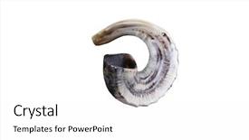  Presentation with jewish - Presentation design with rosh hashanah - jewish small horn shofar isolated background and a white colored foreground