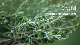  Presentation with green industries plant - Audience pleasing presentation design consisting of rosmarinus-officinalis-mediterranean-spicy-evergreen backdrop and a ocean colored foreground