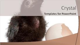  Presentation with vintage rose old paper - PPT theme with ross-s-turaco-musophaga-rossae background and a light gray colored foreground