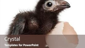  Presentation with egg - Slide deck having ross-s-turaco-musophaga-rossae background and a tawny brown colored foreground