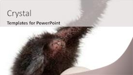  Presentation with vintage rose old paper - Audience pleasing PPT theme consisting of ross-s-turaco-musophaga-rossae backdrop and a light gray colored foreground