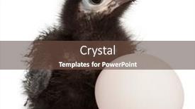  Presentation with egg - Slide set featuring ross-s-turaco-musophaga-rossae background and a tawny brown colored foreground