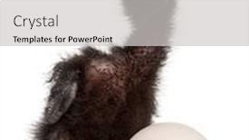  Presentation with egg - Cool new slide deck with ross-s-turaco-musophaga-rossae backdrop and a light gray colored foreground