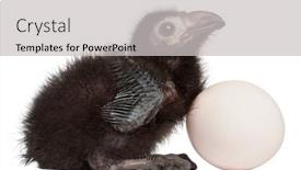 Presentation with egg - Amazing slide set having ross-s-turaco-musophaga-rossae backdrop and a light gray colored foreground