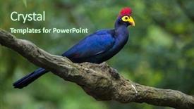  Presentation with wildlife - Audience pleasing PPT theme consisting of rosses - lady ross's turaco musophaga rossae backdrop and a tawny brown colored foreground